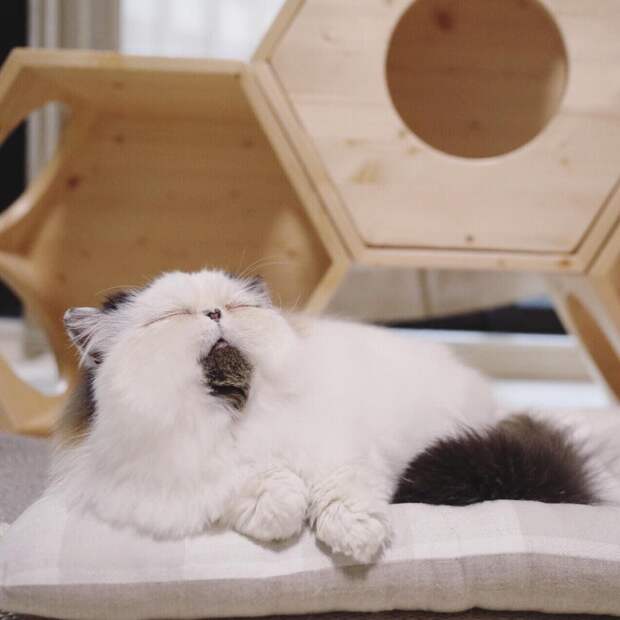 кот отдыхает