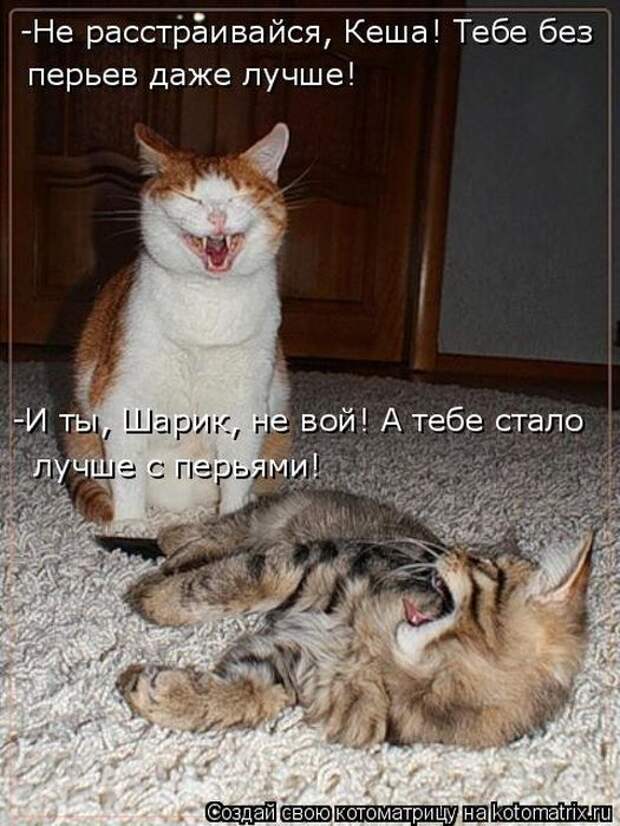 Лучшие котоматрицы недели Лучшие котоматрицы недели