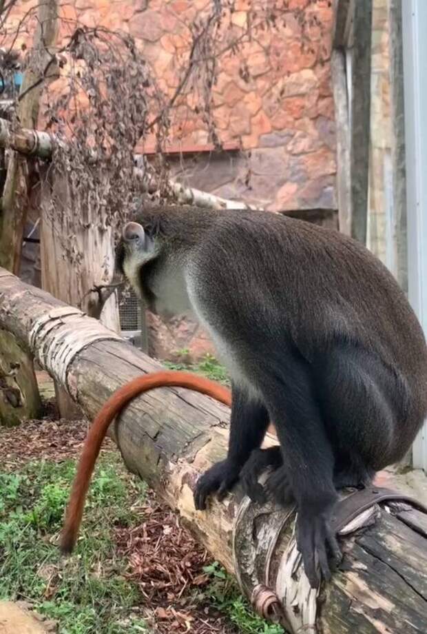 В Ленинградском зоопарке показали редкую голубую обезьяну Шмидта