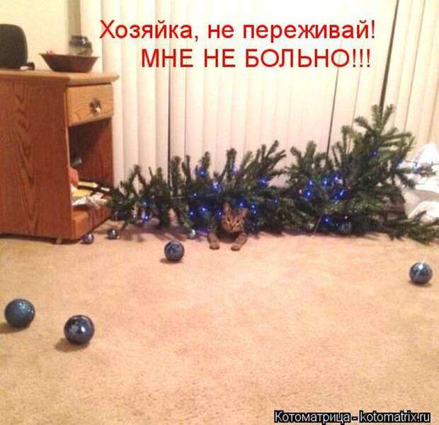 Лучшие котоматрицы недели Лучшие котоматрицы недели