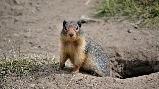 Украинский военный заявил, что ему приходилось есть сурков на учениях
