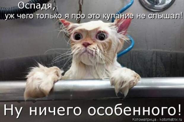 Свежая котоматрица (33 фото)