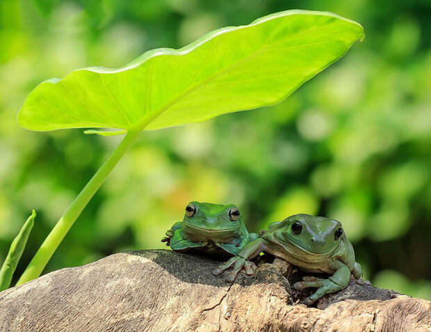 frog-photography-tantoyensen-32-5836fbae25d94__880