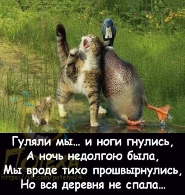 Баянисто-небаянистый юмор