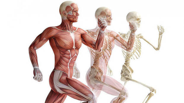 Секрет крепких костей: что делать, чтобы скелет оставался здоровым?