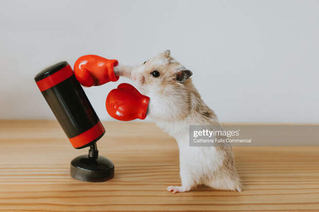 Hamster-Enemy Hamster-Enemy
