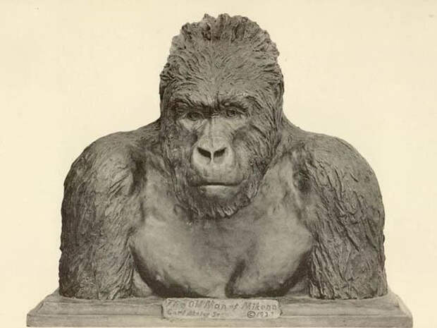 Пожилой обитатель Микено. Бронзовый бюст гориллы, изготовленный Карлом Эйкли
