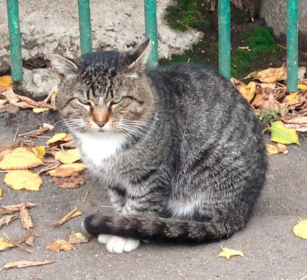 Серый полосатый кот (кошка?) на улице. Москва, район ...