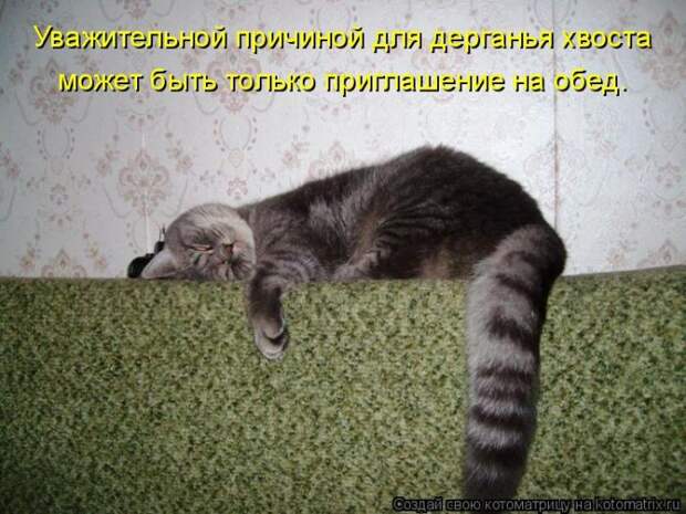 Лучшие котоматрицы недели (50 фото)