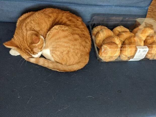 Кошка с потомством, а нет, показалось Кошка с потомством, а нет, показалось