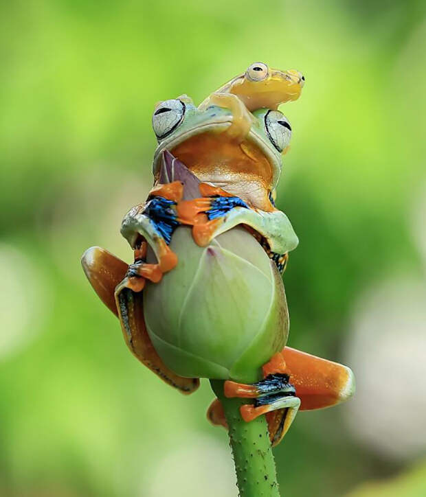 frog-photography-tantoyensen-23-5836fb95f20bb__880