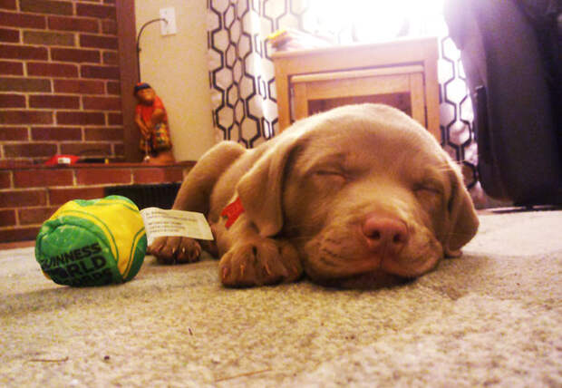 adopted-dogs-first-day-home-17-57974b59407f6__700