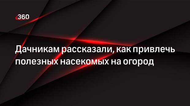 Дачникам рассказали, как привлечь полезных насекомых на огород