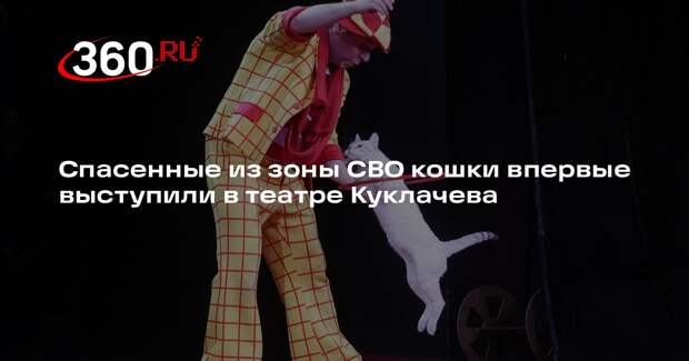 Спасенные из зоны СВО кошки впервые выступили в театре Куклачева