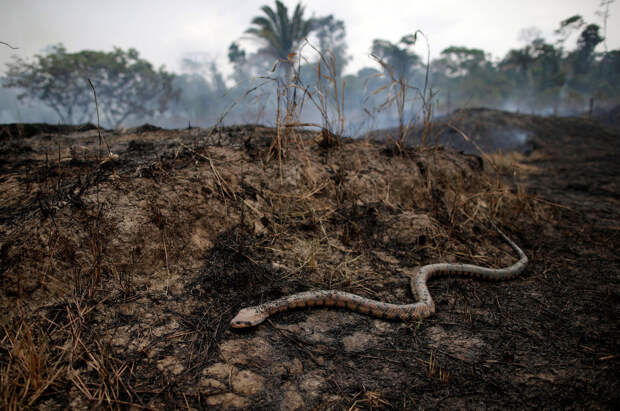 Убегающая от пожаров змея, Бразилия