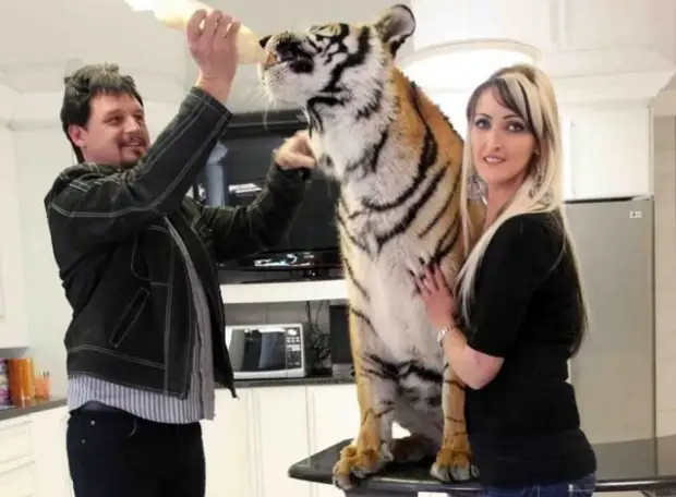 Большие домашние кошки