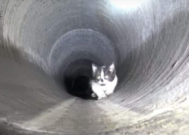Испуганный котенок Котенок в трубе
