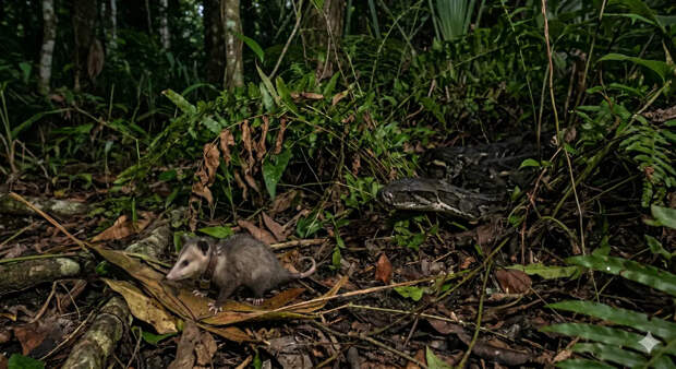 В США ученые запустили опоссумов-камикадзе на борьбу с гигантскими питонами