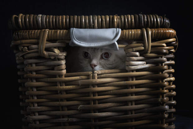 Cat in the basket by Petra van Rijswijk on 500px.com