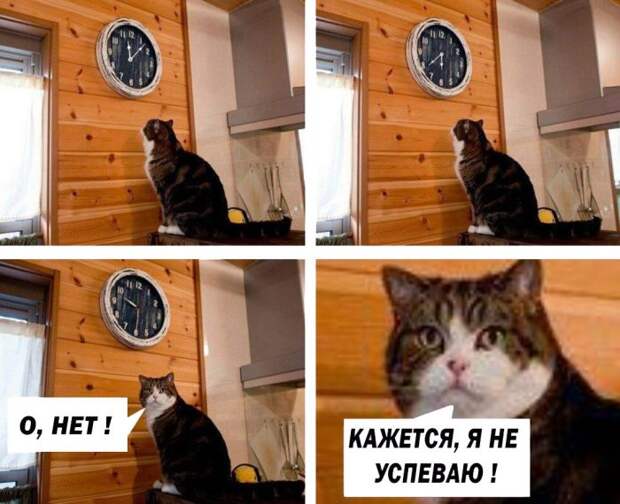 Веселые картинки с надписями для настроения (11 фото) Веселые картинки с надписями для настроения (11 фото)