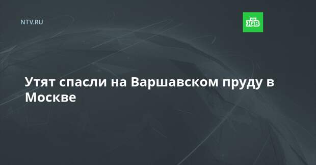 Утят спасли на Варшавском пруду в Москве