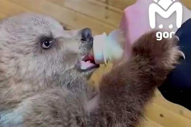 Российские волонтеры подселили спасенную Дыньку к трехлапой Груше