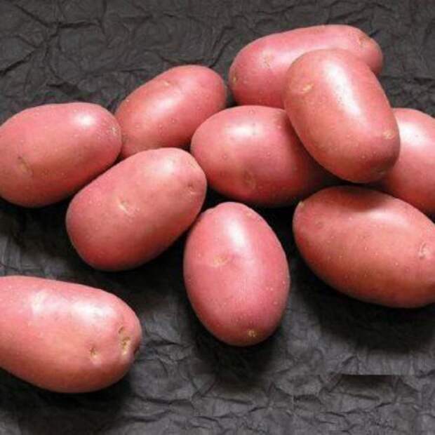 Сорт картофеля