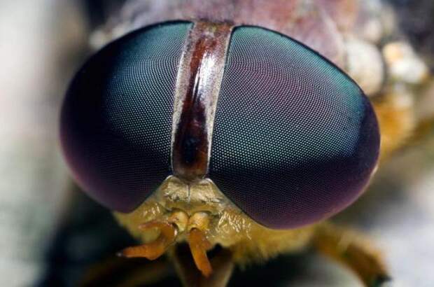 Сколько отделов тела у насекомых: внешнее строение