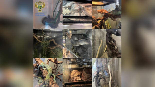 В квартире Москвы после нападения змеи на школьницу нашли десяток рептилий