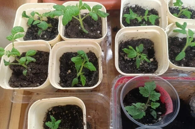 Агроном Терентьев рассказал, как вырастить рассаду без химических удобрений
