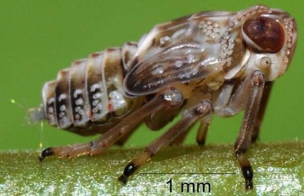 9. Букашка Issus coleoptratus имеет зубчатую передачу на лапках Скарабей, жуки, крылья, муха, насекомые, стрекоза, факты