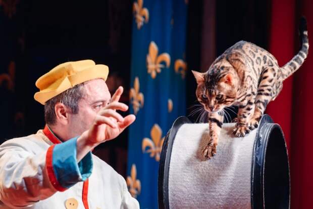 В представлении Театра кошек Куклачева отметились питомцы из зоны СВО