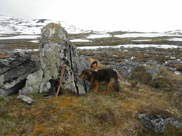 Трогающая до слез история спасения хозяина собакой, ценой собственной жизни пес спас хозяина ценой жизни, Мейсон спас хозйяку от волка, собака защитила хозяина от волка