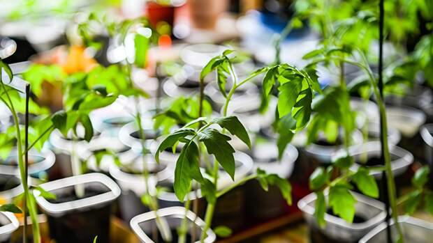 Лунный посевной календарь растений на 2026 год: когда сеять, сажать, пересаживать