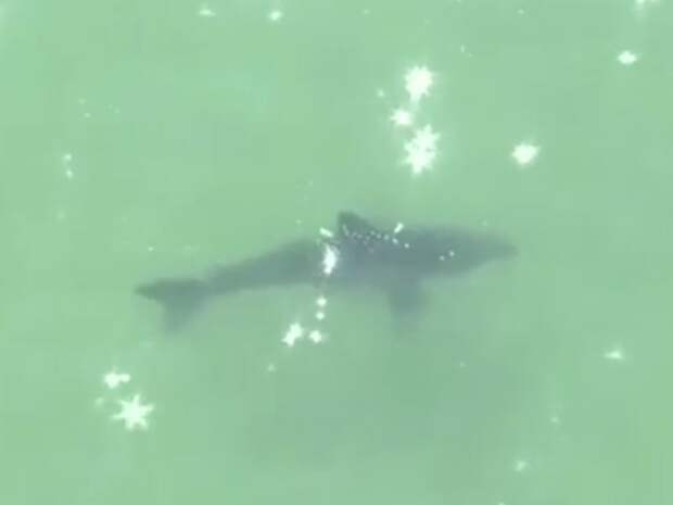 10 мест в мире, где можно увидеть больших белых акул в действии 