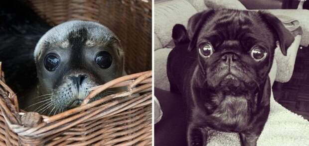 Фотография: 25 милых фото, которые убедят вас, что собаки и тюлени — родственники №24 - BigPicture.ru