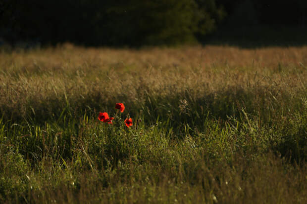 Klatschmohn  by Tommy Kah on 500px.com