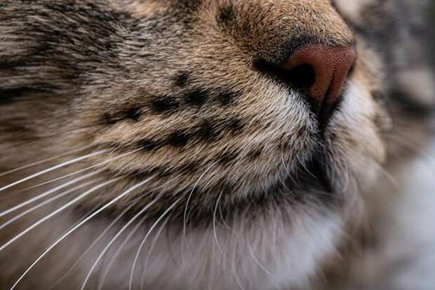 Ученые обнаружили новый вид хищных кошек