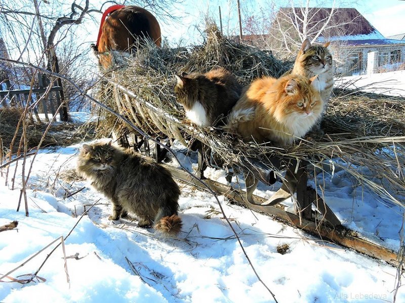 Миллион сибирских кошек Алла Лебедева, барнаул, кошеки, фоторепортаж