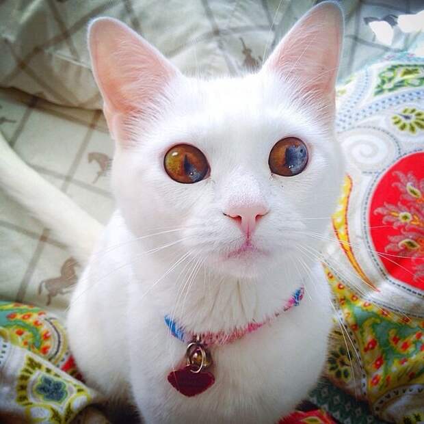 17 животных, на которых природа доказала, что она отличный художник