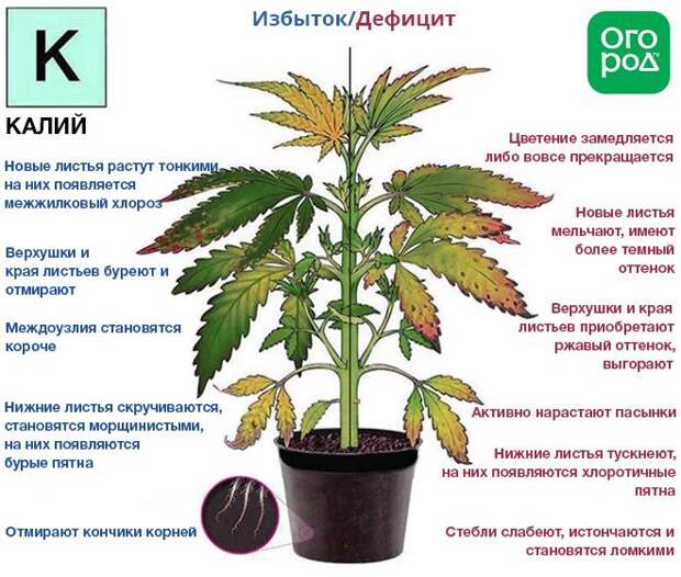 К чему приводит избыток и дефицит калия у растения