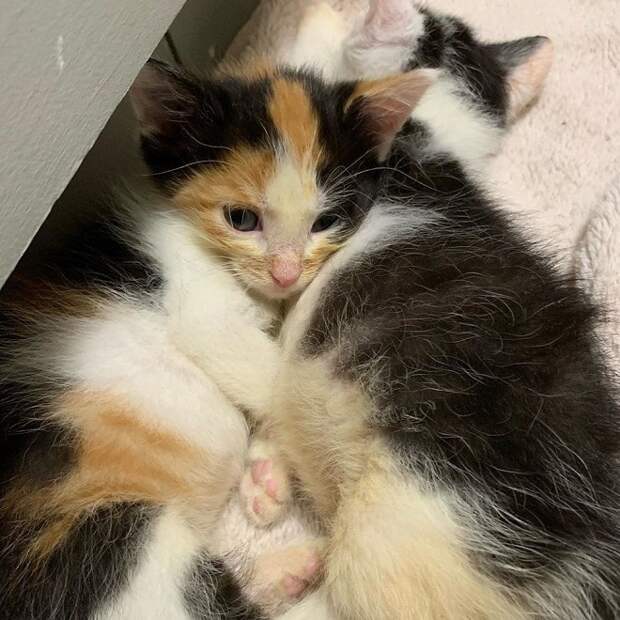Котята обнимаются Котята лежат