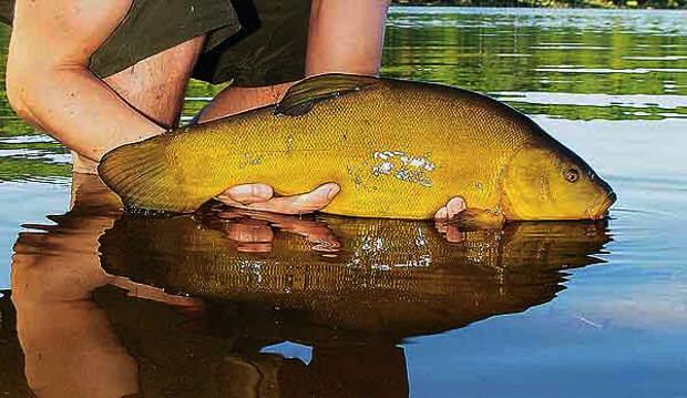 Золотистый подарок реки Рыболов-спортсмен, линь, рыба, рыбо, рыболов, фото