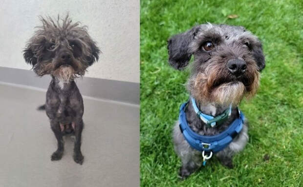 Снимки животных до и после того, как они обрели дом и любящих хозяев