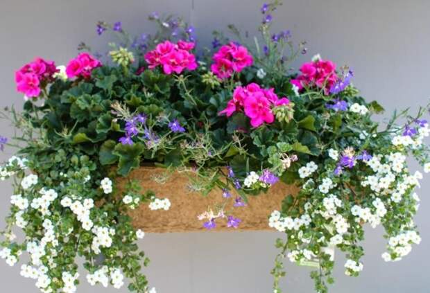 Цветы следует размещать в полутени, но так, чтобы на них попадали рассеянные солнечные лучи / Фото: i.pinimg.com Цветы следует размещать в полутени, но так, чтобы на них попадали рассеянные солнечные лучи / Фото: i.pinimg.com