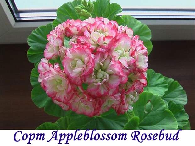 Сорт Appleblossom Rosebud