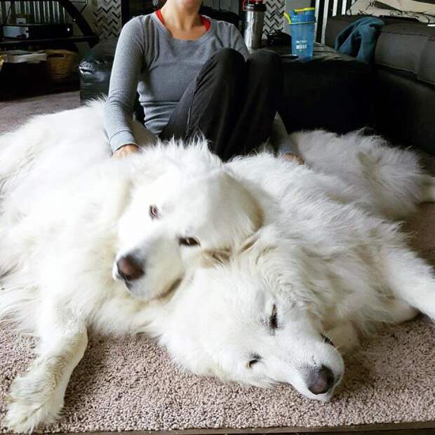 Great Pyrenees | It's Dog or Nothing