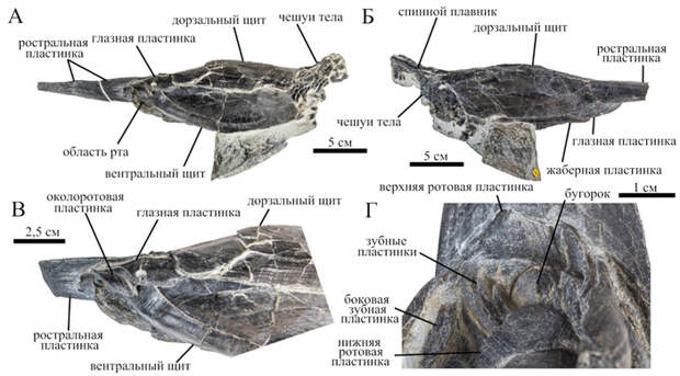 Рис. 2. Экземпляр Rhinopteraspis dunensis