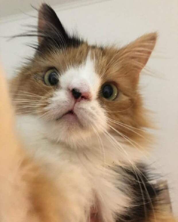 Необычная кошка Кошка с болезнью