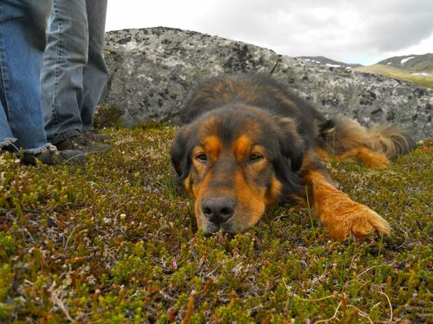 Трогающая до слез история спасения хозяина собакой, ценой собственной жизни пес спас хозяина ценой жизни, Мейсон спас хозйяку от волка, собака защитила хозяина от волка